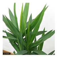チャーム （観葉植物）ユッカ　青年の木　３本立　７号（１鉢） 49159（直送品）