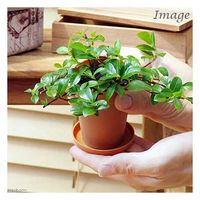 チャーム （観葉植物）フィカス シャングリラ（つる性ガジュマル） ２号ロング 受け皿無し 361448 1鉢（直送品）