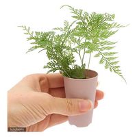 チャーム （観葉植物）シダ　ミニミニトキワシノブ　１号（１鉢） 192407（直送品）