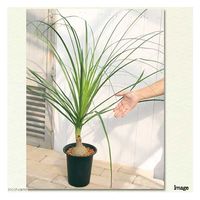 チャーム （観葉植物）トックリラン　ノリナ　６号（１鉢） 182749（直送品）