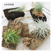 チャーム 着生植物栽培セット コルクバージョン 105875 1セット（直送品）