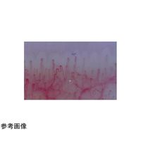 スリーアールソリューション 血流解析ソフト Viewty Evaセット 3R-SVE01SET 1式 65-9133-62（直送品）