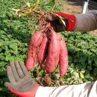 大島酒造 吟醸芋焼酎 磨き大島 23度 720ml 1本 芋焼酎