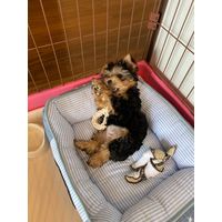 ドギーマン 毎日ハミガキコットン ループ Mini 超小型犬用 1個 【デンタル玩具】