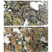 エスコ 4L コケそうじ剤(トリガーノズル付) EA913AE-26 1個（直送品）