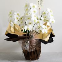 ヘッズ シャイニー不織布ロール-3/ピンク(1巻) SHY-RO3 1セット(3パック×1巻)（直送品）