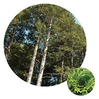 生活の木 檜葉(ヒバ) 50ml 08-475-2370 1本（直送品）