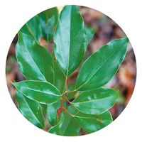 生活の木 ホーリーフ 50ml 08-475-2570 1本（直送品）