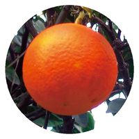 生活の木 オレンジスイート 50ml 08-475-3060 1本（直送品）