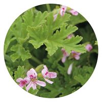 生活の木 ゼラニウム 50ml 08-475-3160 1本（直送品）