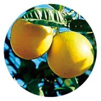 生活の木 ベルガモット 50ml 08-475-3240 1本（直送品）