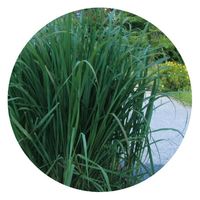 生活の木 レモングラス・東インド型 50ml 08-475-3400 1本（直送品）