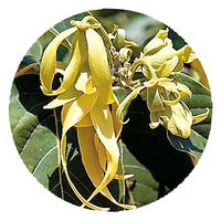 生活の木 イランイラン 100ml 08-476-3030 1本（直送品）