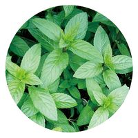 生活の木 ペパーミント 100ml 08-476-3720 1本（直送品）