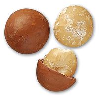 生活の木 マカデミアナッツオイル 1000mL 12-401-6120 1本（直送品）