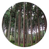 生活の木 檜(ヒノキ) 50ml 08-475-2380 1本（直送品）