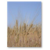 茶三代一　出雲産麦茶ティーバッグ　1袋（30バッグ入）