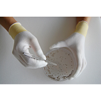 【ウレタン背抜き手袋】トップフィット手袋 B0601 Lサイズ 指先ポリウレタンコート手袋 1セット(30双入) ショーワグローブ