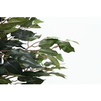 不二貿易 観葉植物 フィカス 1124 A 52662 1台