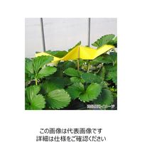 一色本店 ビタットトルシー ネット付 S 25P 黄色 50×350mm 50X350mm 1個(25枚)（直送品）