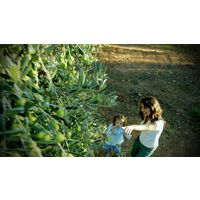 スペイン産オリーブオイル ラ エスパニョーラ エクストラバージンオリーブオイル 500ml 1本 nakato