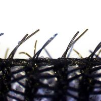 キッチン 排水口 掃除 ヌメリ取り タワシ ブラック 1セット（1個×5）サンベルム