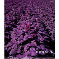 しそ焼酎 鍛高譚　たんたかたん　20度 720ml 1本 甲乙混和焼酎　合同酒精　紫蘇