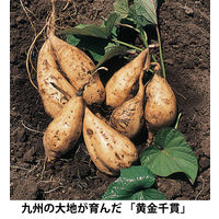 黒霧島　20度　1.8Ｌ　パック　1セット（4本）　芋焼酎　霧島酒造