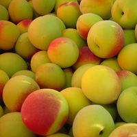 チョーヤ梅酒 チョーヤ 梅酒 紀州 パック 1L　1本