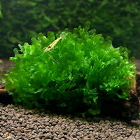 【水草】 モスファン（無農薬）（３カップ） 【北海道・九州・沖縄・離島配送不可】【納品日指定必須】（直送品）