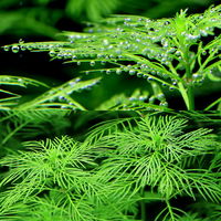 【水草】 ミリオフィラム　マトグロッセンセ（水中葉）（無農薬）（１０本） 【北海道・九州・沖縄・離島配送不可】【納品日指定必須】（直送品）