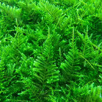 【水草】 ジャイアント南米ウィローモス（水中葉）（無農薬）（１カップ） 【北海道・九州・沖縄・離島配送不可】【納品日指定必須】（直送品）