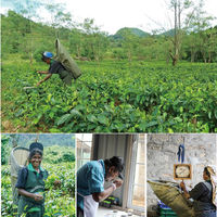 VALUE JAPAN 業務用セイロンティ PEKOE 茶葉 500g KANDY産 シングルオリジンティ 6300077007 1袋（直送品）