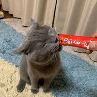 いなば CIAO チャオ ちゅーる 猫 まぐろ 国産（14g×4本）10袋 ちゅ～る キャットフード 猫用 おやつ