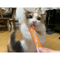 いなば CIAO チャオ ちゅーる 猫 宗田鰹＆かつお節 国産（14g×4本）10袋 ちゅ～る キャットフード 猫用 おやつ