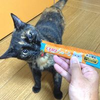 いなば CIAO チャオ ちゅーる 猫 まぐろ＆タラバガニ 国産（14g×4本）6袋 ちゅ～る キャットフード 猫用 おやつ
