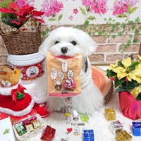 チョイあげ チキンスティック 10本入 10袋 国産 わんわん ドッグフード おやつ