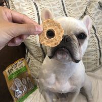 チョイでか G・S・D・D・C ささみ 国産 40g 10袋 わんわん ドッグフード おやつ