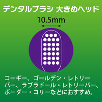 ペットキッス（PETKISS）犬猫用 デンタルブラシ 大きめヘッド 国産 1本 ライオン