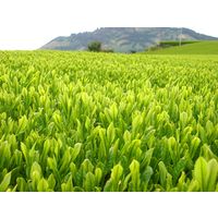 【アウトレット】お茶の丸幸 国産烏龍茶ティーバッグ 1セット（30バッグ入×2袋）