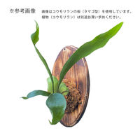 JUN J.GREEN コウモリランの板 エンブレム型 268702 1個（直送品）