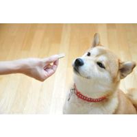 ジービッツ グルコサミンスティック 犬用 関節ケア 国産 155g（約60本入り）1袋 ドッグフード おやつ