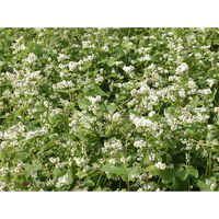 茂野製麺 国内産常陸秋そば粉使用 風味豊かな太いそば 240g×10袋 4973351505011（直送品）