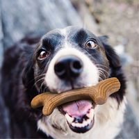 ギグウィ（GiGwi）パーフェクトアントラー XS 1個 犬 おもちゃ