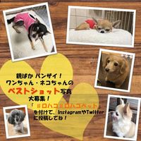 ルークラン ループ 犬用 おもちゃ パステルボール
