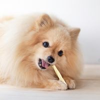 ドギーマン 無添加良品 犬 カムカムデンタルコーン ツイスト ベア チキン風味 5本 1袋 おもちゃ 歯みがき玩具