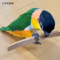 リーフ インコ・オウムのおもちゃ 天然ココナッツチップス 5本 形状お任せ 268505 1個（直送品）