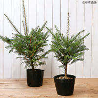(株)リーフ Leaf Corp （観葉植物）クリスマスツリー　イルミネーション　ミックスカラー　もみの木（１本）（樹高５０～７０ｃｍ）（直送品）