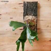 リーフ 原木ハンギングボード 壁掛けタイプ 大 1枚 930043 1個（直送品）