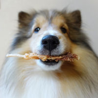 ペティオ ニューグリーン 完全無添加 ダックファイバースティック ダブル巻き 8本入 ドッグフード 犬 おやつ